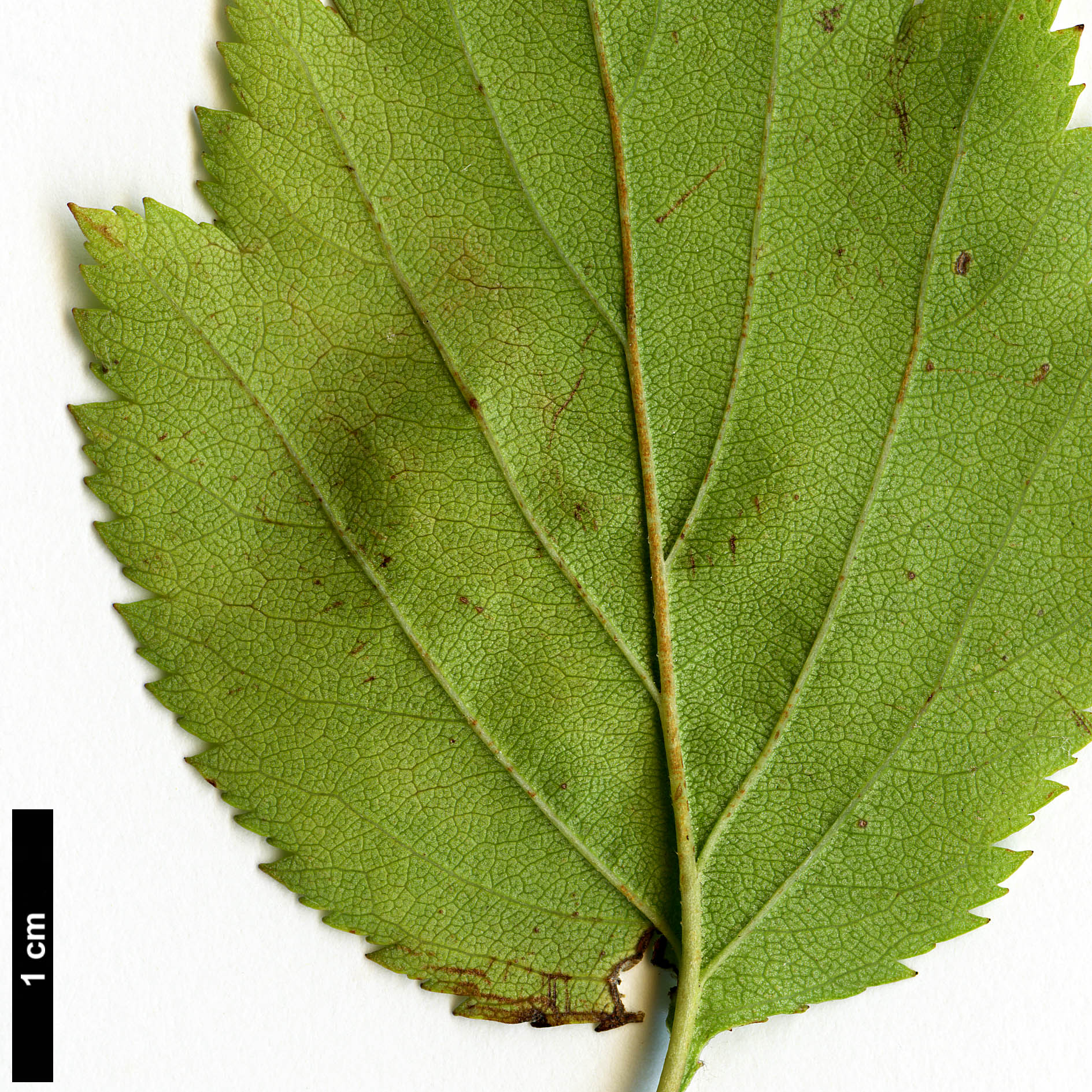 High resolution image: Family: Rosaceae - Genus: Crataegus - Taxon: aemula